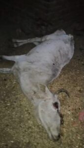 करियाबेन गौशाला की बदहाल स्थिति: भूख-प्यास से तड़पकर मर रहे गौवंश, विभागीय लापरवाही पर उठ रहे सवाल