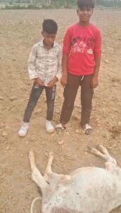 अज्ञात हमलावर ने भाले से मारी 2 गायों की मौत, शव को नोच रहे कुत्ते-चील